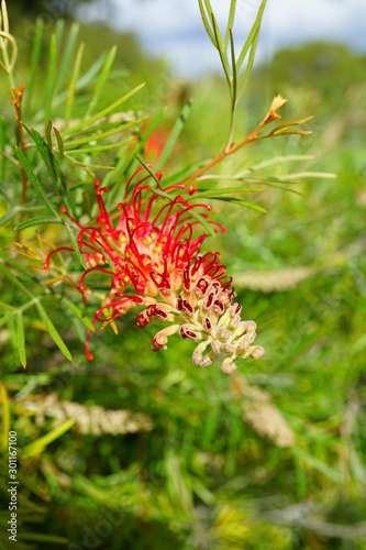Orange brush flowers of grevillea (spider flower, silky oak, toothbrush plant) on a shrub in Australia