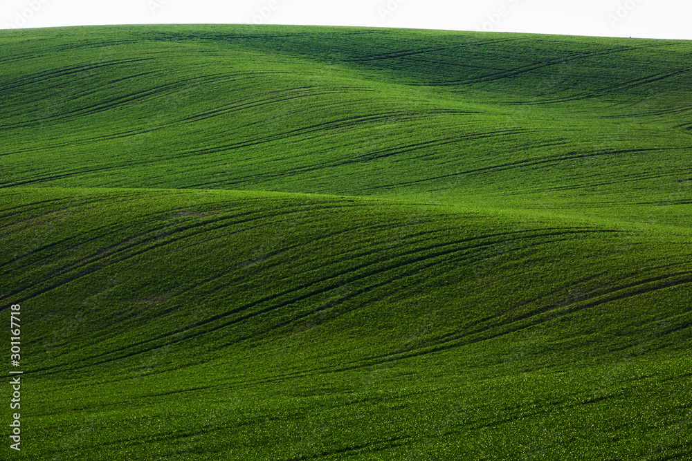Green agricultural fields of Moravia at daytime. Nice weather