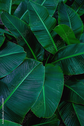 tropical banana leaf texture in garden, abstract green leaf, large palm foliage nature dark green background © Nabodin