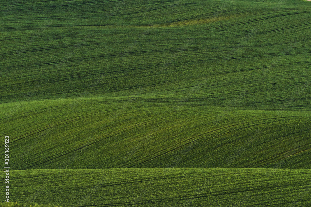 Green agricultural fields of Moravia at daytime. Nice weather