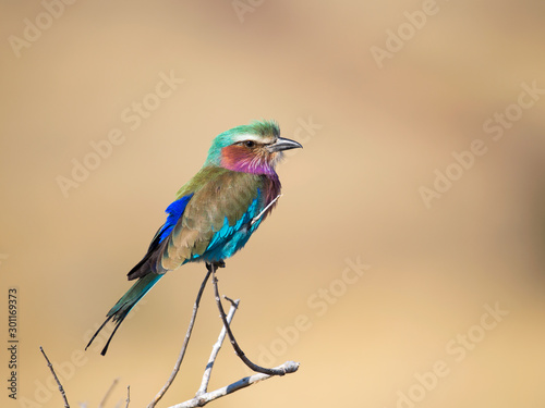 Foto Lilac breasted roller bird on a branch
