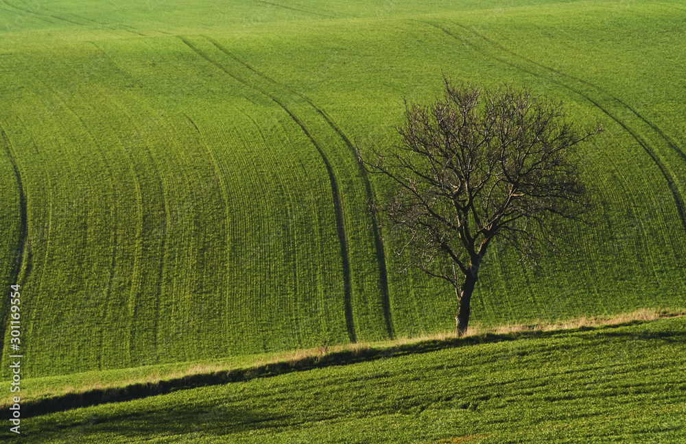 Tree on green field in Moravia. Beautiful nature. Rural scene