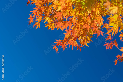 青空と黄色い紅葉