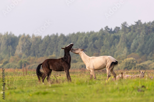 Playing Young Akhal-teke stallions in the morning