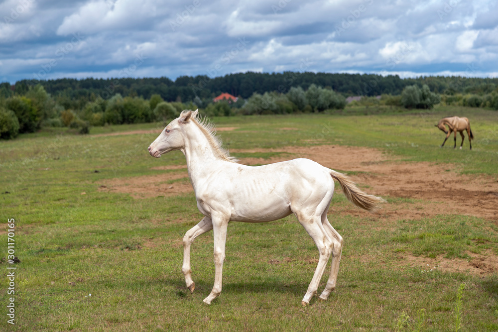 Playfull Akhal-teke foal in the meadow