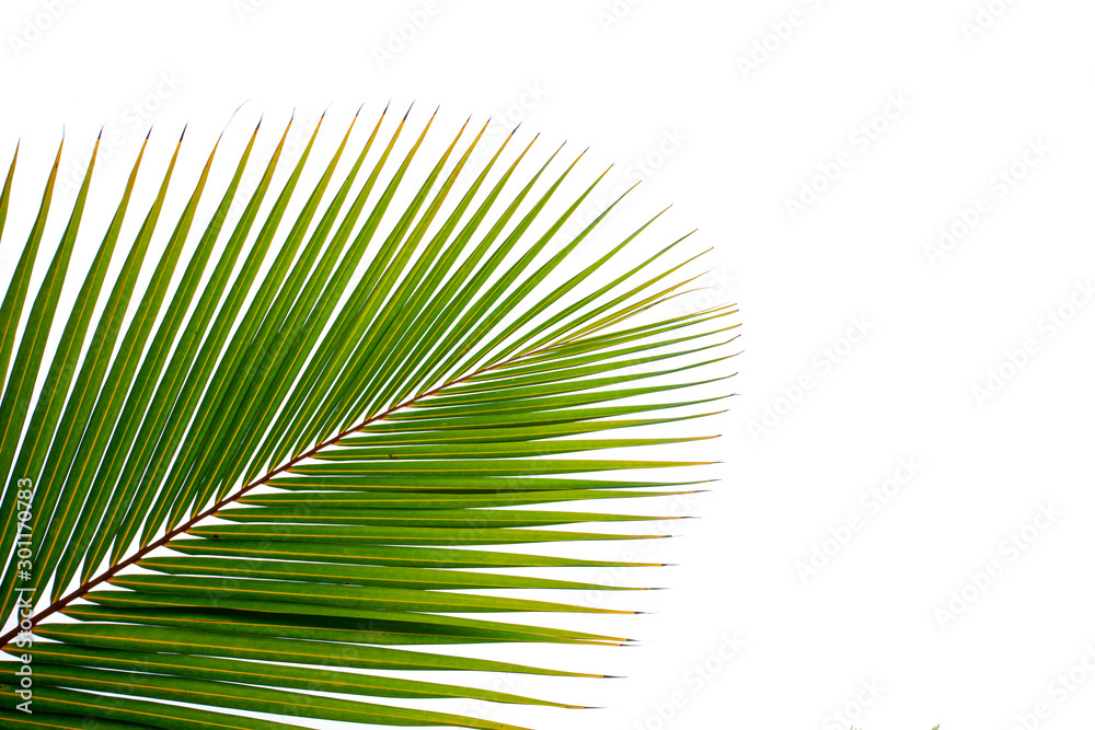 Fototapeta premium Beautiful green coconut leaf isolated on white background