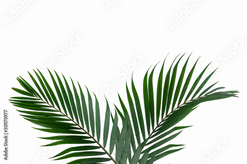 Beautiful green coconut leaf isolated on white background