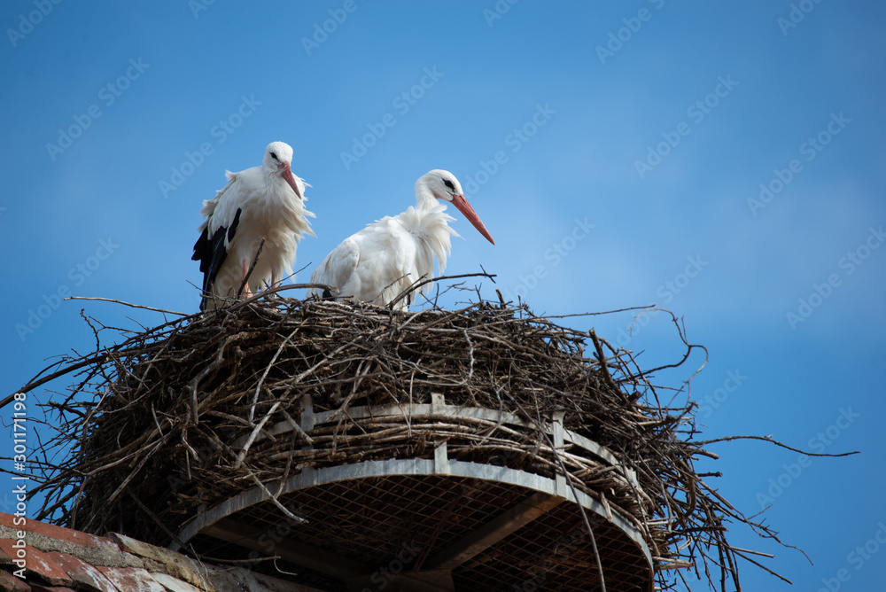 Fototapeta premium cigogne