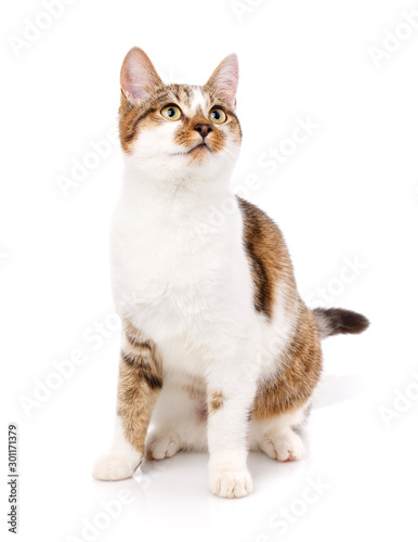 Cat, pet, and cute concept - kitten on a white background.