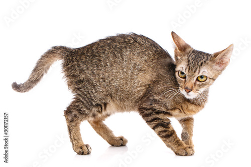 Cat is isolated on white. Cat poster.
