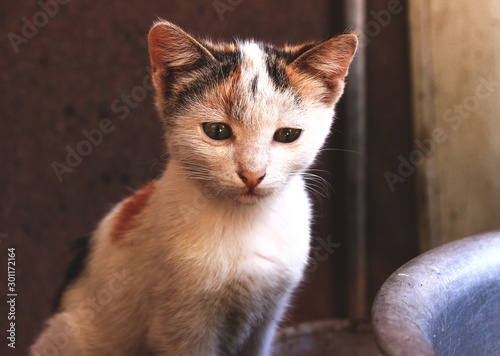 Sad kitten on the background of the old house © Daniil