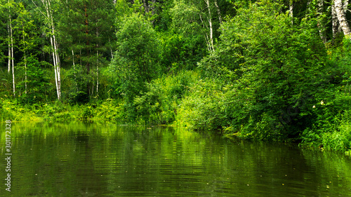 lake in the forest