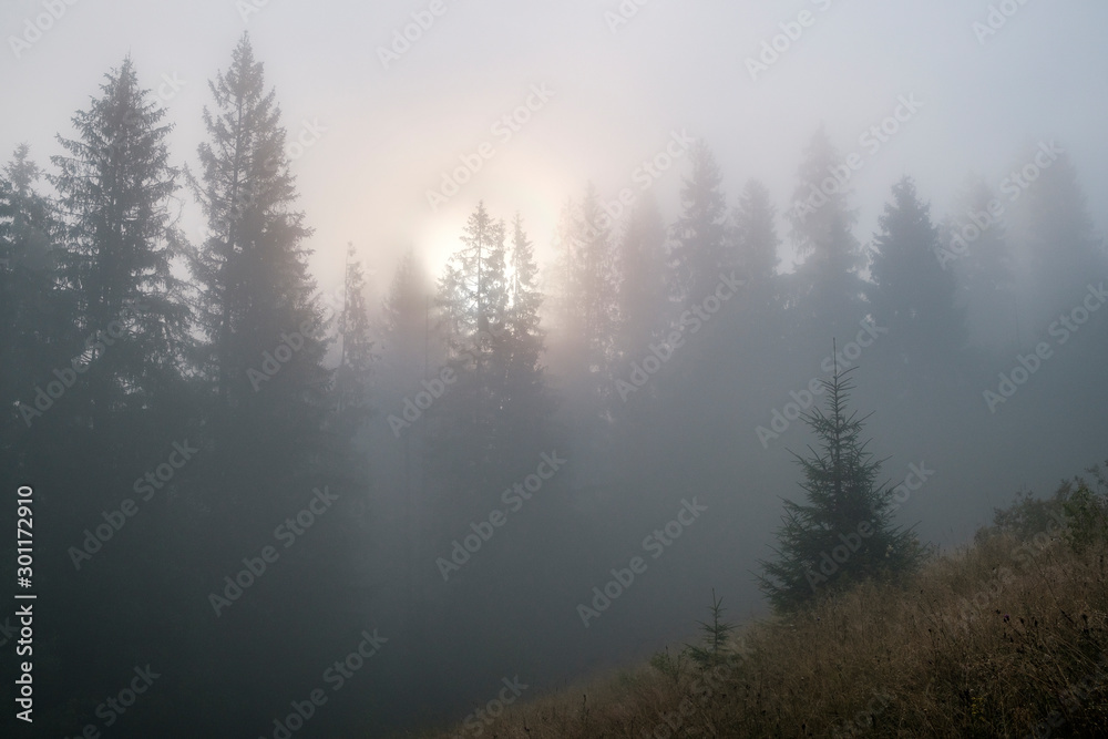 Misty landscape. Morning fog sunrise high in the Carpathian mountains. Ukraine. Misty landscape. Morning fog sunrise high in the Carpathian mountains. Ukraine.