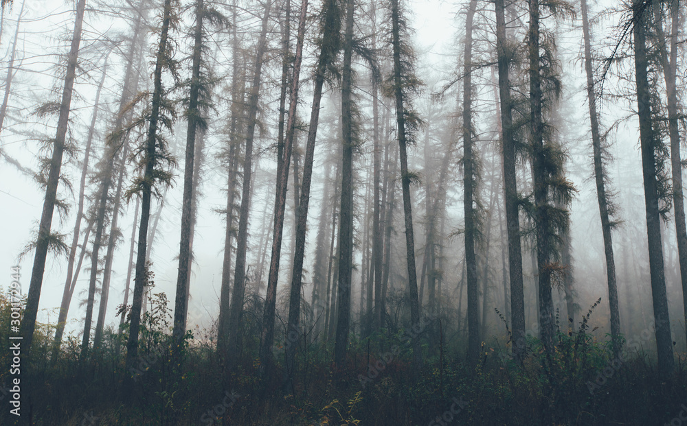 Forest in fog with mist. Fairy spooky looking woods in a misty day. Cold foggy morning in horror forest with trees Forest in fog with mist. Fairy spooky looking woods in a misty day. Cold foggy morning in horror forest with trees