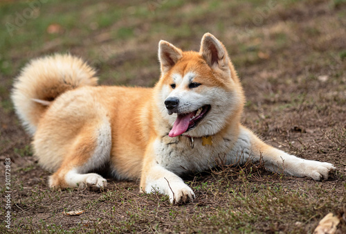 Nice akita dog in the park