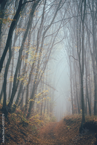 Las we mgle z mgłą. Wróżka strasznie wyglądające lasy w mglisty dzień. Zimny ​​mglisty poranek w lesie grozy z drzewami