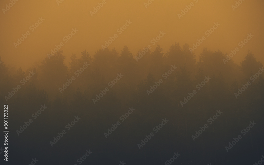 Forest in fog with mist. Fairy spooky looking woods in a misty day. Cold foggy morning in horror forest with trees Forest in fog with mist. Fairy spooky looking woods in a misty day. Cold foggy morning in horror forest with trees