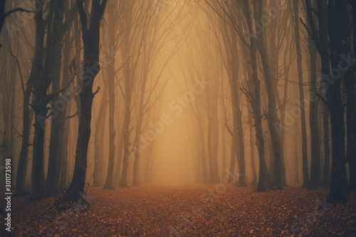 Fototapeta las drzewa pejzaż natura jesień