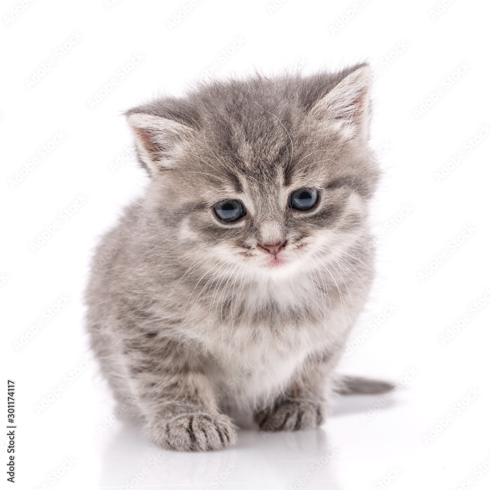 Little gray kitten on a white background.
