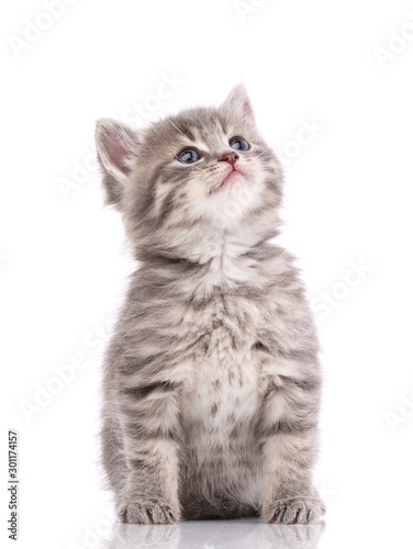 Little gray kitten on a white background.