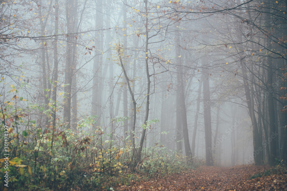 Obraz premium Forest in fog with mist. Fairy spooky looking woods in a misty day. Cold foggy morning in horror forest with trees