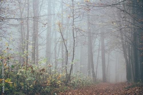 Las we mgle z mgłą. Wróżka strasznie wyglądające lasy w mglisty dzień. Zimny ​​mglisty poranek w lesie grozy z drzewami