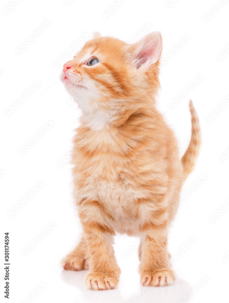 Fototapeta premium Happy cat on a white background. A frustrated cat