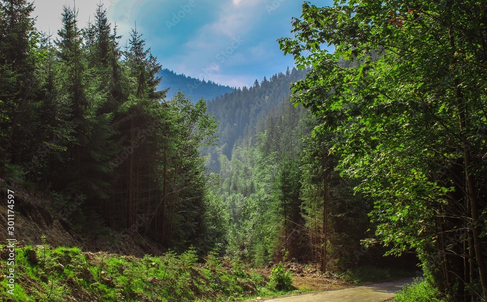 Summer forest with green trees Summer forest with green trees