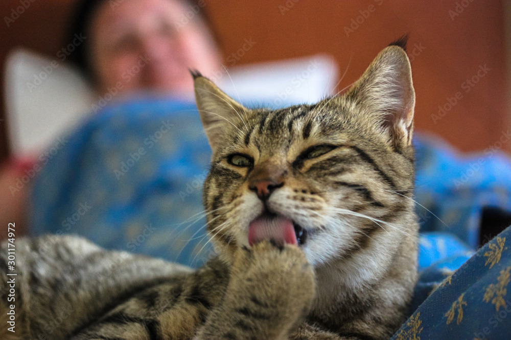 Egyptian tabby funny cat licks paw.