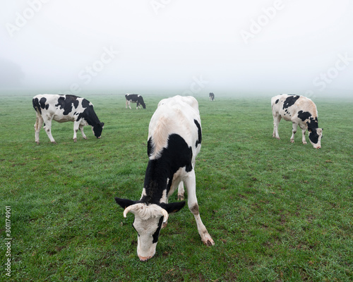 young black and white cows in green misty meadow
