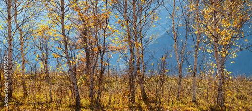 Birch forest on a background of blue mountainsides