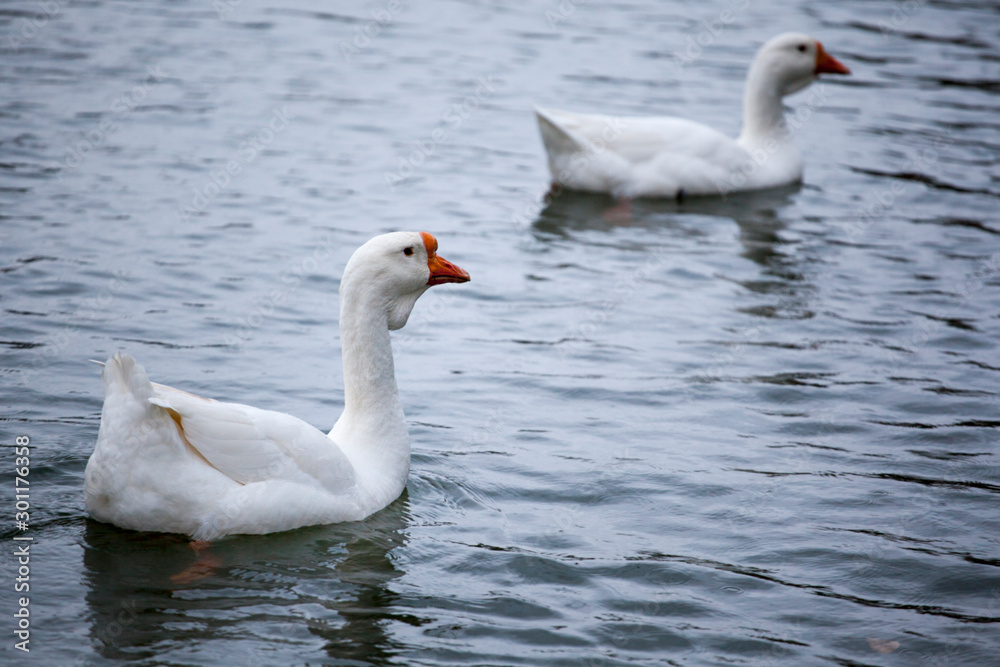 Fototapeta premium white goose bird river background