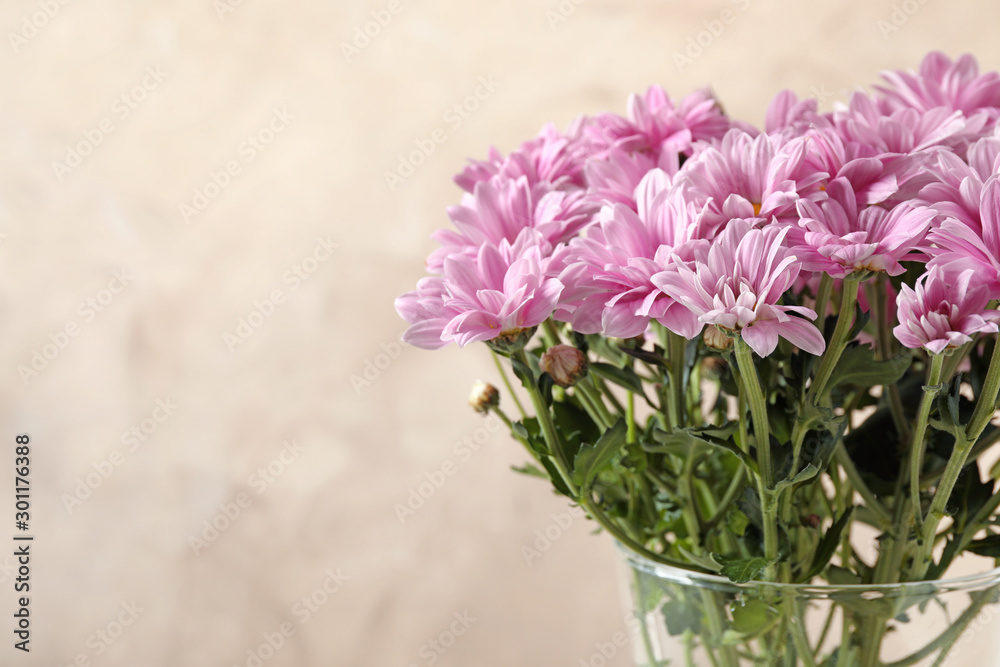 Beautiful pink chrysanthemum flowers in glass vase on beige background. Space for text