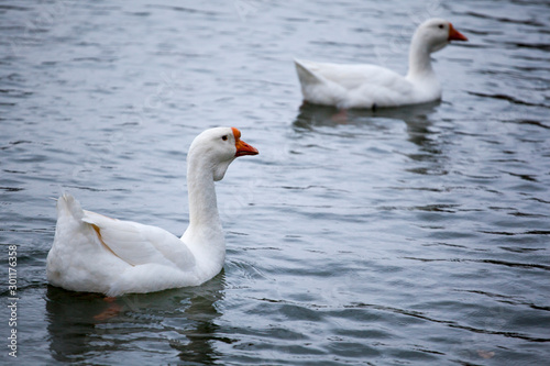 white goose bird river background 