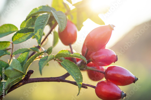 Autumn or summer nature background with rose hips branches in the sunset light.  photo