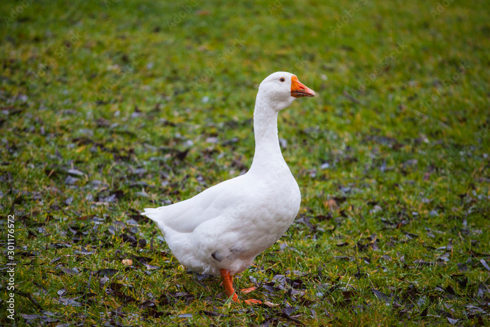 white goose bird grass background white goose bird grass background