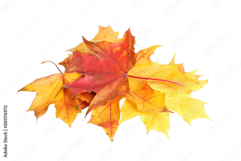 Beautiful leaves isolated on white. Autumn season Beautiful leaves isolated on white. Autumn season