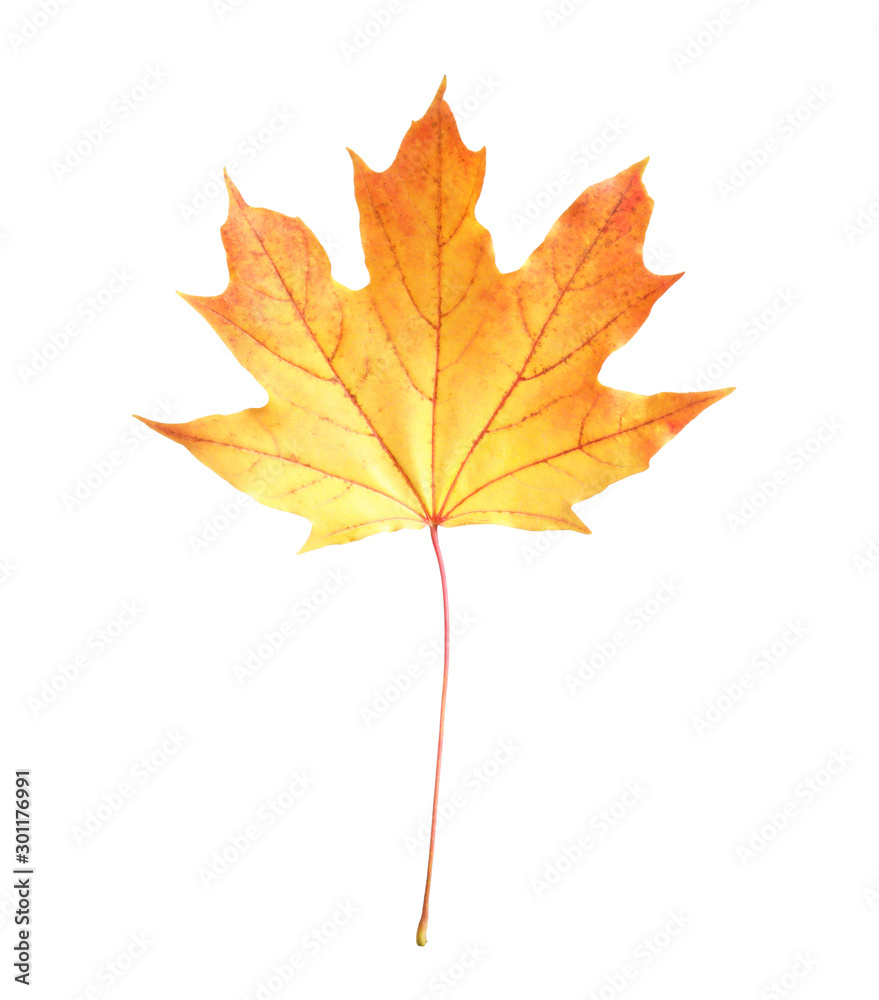 Beautiful leaf isolated on white. Autumn season Beautiful leaf isolated on white. Autumn season