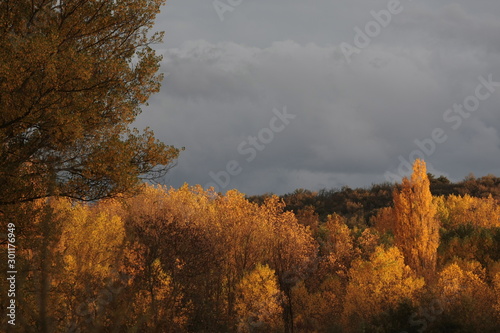 Colores del otoño en el bosque