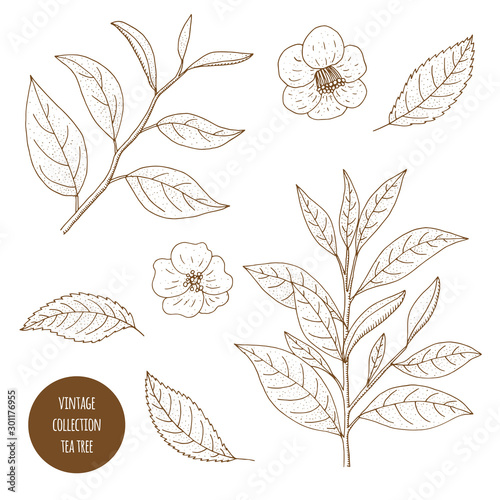 Tea Tree. Vector hand drawn set of cosmetic plants isolated on white background. Essential oils components illustration. Aromatherapy ingredients icons. Sketch collection of natural floral elements. photo