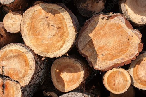 Cross-sections of coniferous trees. Pattern of circles of wood. The loft-style in nature.