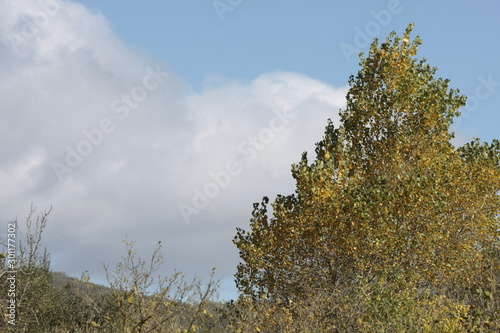 Copas de los arboles en una mañana soleada azotada por el viento
