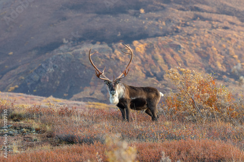 Barren Ground Caribou Bull Alaska in Autumn photo