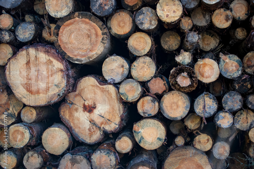 Cross-sections of coniferous trees. Pattern of circles of wood. The loft-style in nature. Cross-sections of coniferous trees. Pattern of circles of wood. The loft-style in nature.