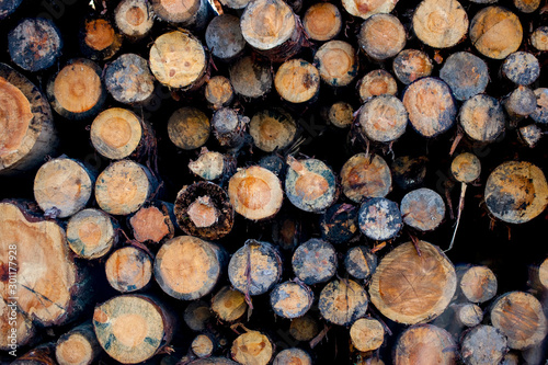 Cross-sections of coniferous trees. Pattern of circles of wood. The loft-style in nature.