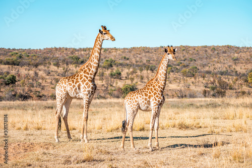  Giraffes herd family with baby eats in the South American savanna in a picturesque landscape with golden grass looking at the tourist during an atmospheric sunset on safari
