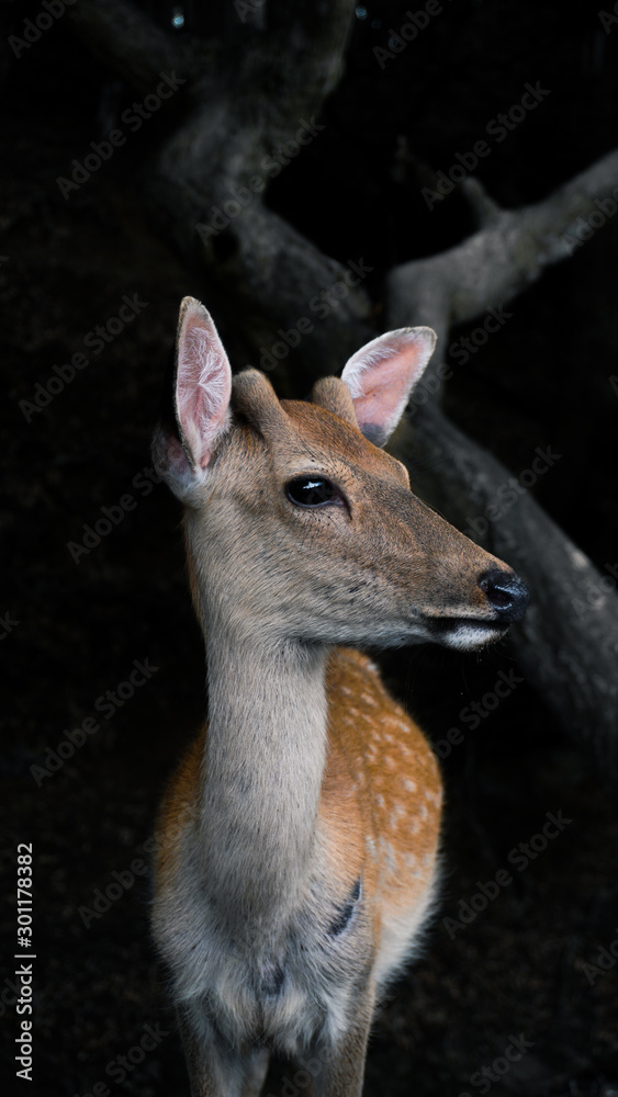 Fototapeta premium Deer side in the wood