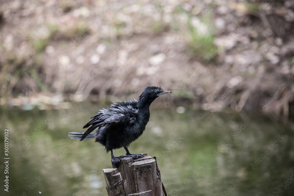 Obraz premium Cormorant standing on a tree stump.
