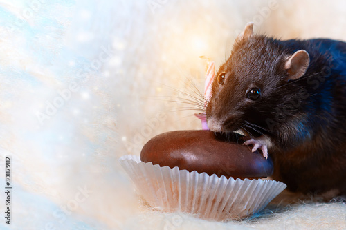a rat celebrates his birthday and eats a cake with a candle on light background © AHOOLY