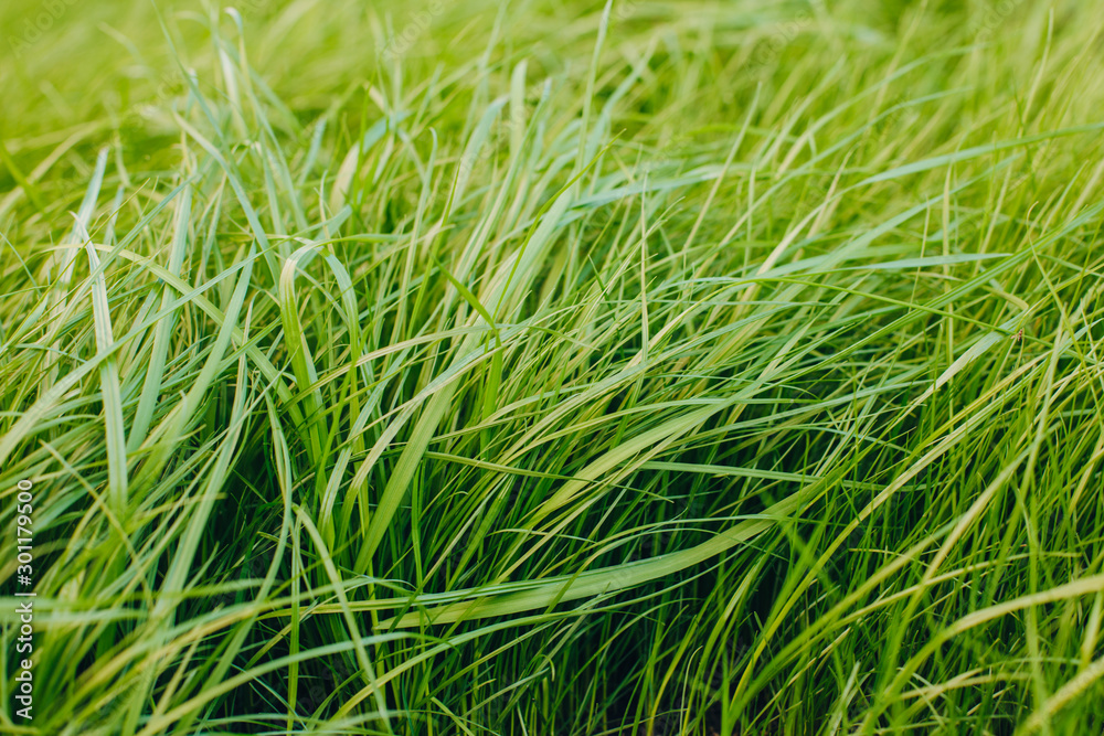 Fresh green spring grass with dew drops closeup with sun on natural defocused light nature bokeh background Fresh green spring grass with dew drops closeup with sun on natural defocused light nature bokeh background